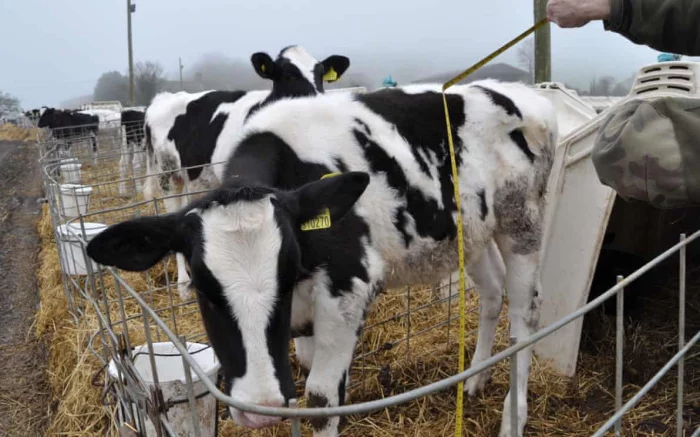 Dairy calves in isolation pens